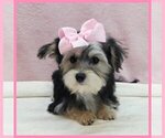 Small YorkiePoo
