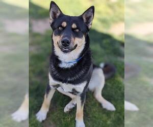 German Shepherd Dog-Unknown Mix Dogs for adoption in Visalia, CA, USA