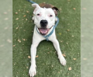 American Pit Bull Terrier Dogs for adoption in Salinas, CA, USA