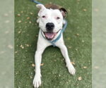 Small American Pit Bull Terrier