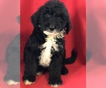 Small Photo #4 Sheepadoodle Puppy For Sale in WAVERLY, IA, USA