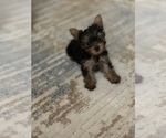Small Photo #1 Yorkshire Terrier Puppy For Sale in ALEXANDRIA, VA, USA