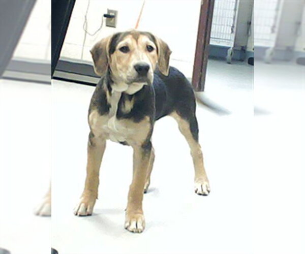 Medium Photo #1 German Shepherd Dog-Unknown Mix Puppy For Sale in Fayetteville, NC, USA