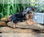 Small Photo #23 Yorkshire Terrier Puppy For Sale in QUARRYVILLE, PA, USA