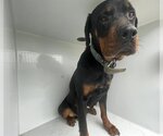 Small Photo #1 Rottweiler Puppy For Sale in Houston, TX, USA
