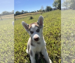 Siberian Husky Puppy for Sale in DEARBORN, Missouri USA