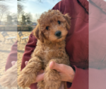 Puppy Forrest Goldendoodle (Miniature)