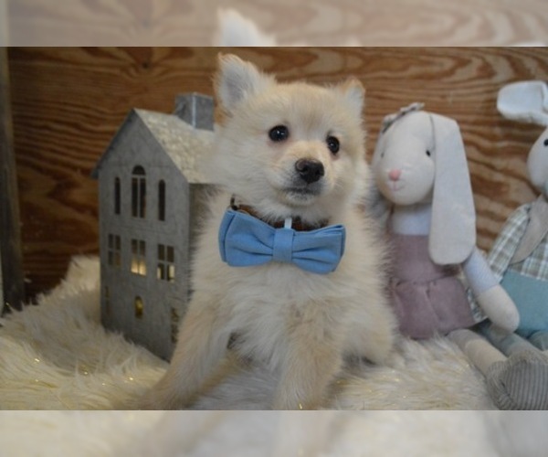 Medium Photo #2 Pomeranian Puppy For Sale in HONEY BROOK, PA, USA