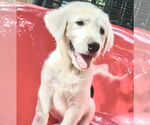 Small #1 Great Pyrenees