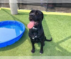 Mastiff Dogs for adoption in Orange, CA, USA