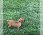 Small #4 Boxer