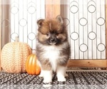 Small #1 Pomeranian