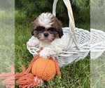 Small #3 Shih Tzu