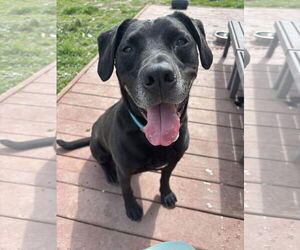Labrador Retriever Dogs for adoption in Virginia Beach, VA, USA