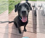 Small Labrador Retriever