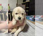 Small #9 Golden Pyrenees