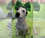 Small #1 American Pit Bull Terrier Mix
