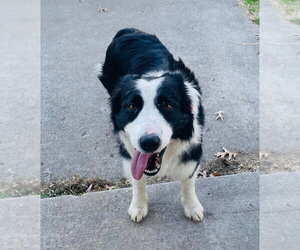 Border Collie Dogs for adoption in Claremore, OK, USA