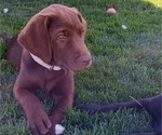 Puppy Felicity Labrador Retriever
