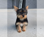 Small #2 Yorkshire Terrier