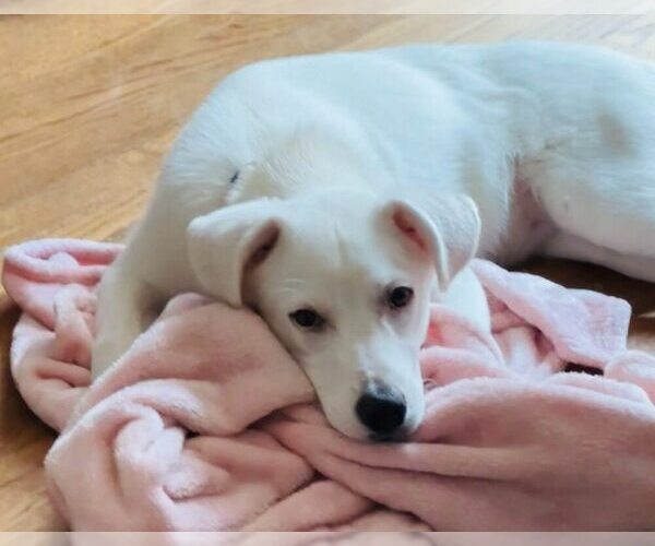 Medium Photo #13 Labrador Retriever-Unknown Mix Puppy For Sale in New York, NY, USA