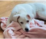 Small #12 Labrador Retriever Mix