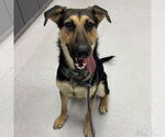 Small #3 German Shepherd Dog Mix