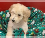 Small Photo #7 Poodle (Standard) Puppy For Sale in WILSONVILLE, OR, USA