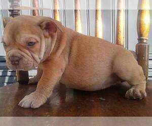 American Bully Puppy for sale in DUQUESNE, PA, USA