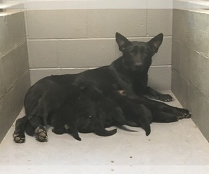 Mother of the German Shepherd Dog puppies born on 10/06/2021