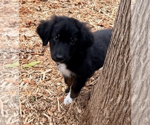 F2 Aussiedoodle Puppy for sale in ONAWAY, MI, USA