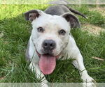 Small #2 American Pit Bull Terrier Mix