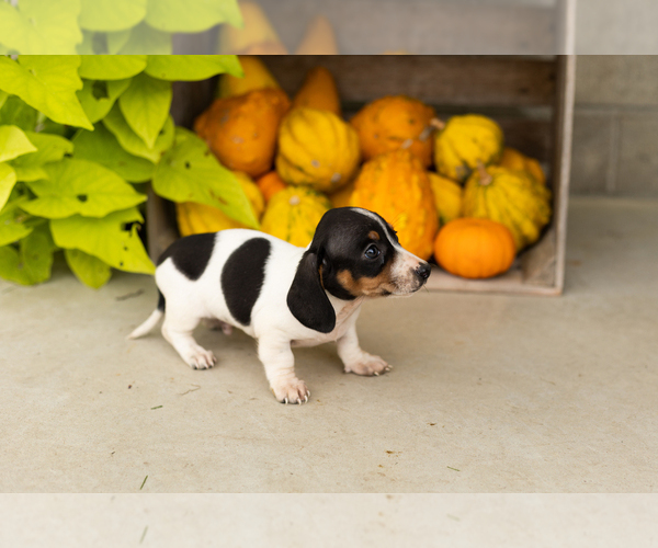 Medium Photo #2 Dachshund Puppy For Sale in MILFORD, IN, USA