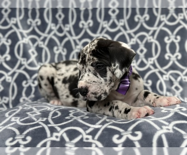 Medium Photo #5 Great Dane Puppy For Sale in LAKELAND, FL, USA