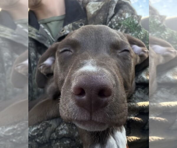 Medium Photo #3 Labrador Retriever-Unknown Mix Puppy For Sale in Pottstown, PA, USA