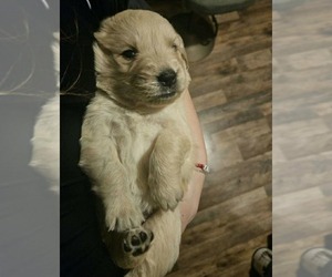 Golden Retriever Puppy for sale in DOVER, MA, USA