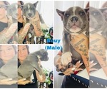 Small Photo #13 American Bully Puppy For Sale in DRY FORK, VA, USA