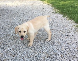 Labrador Retriever Puppy for sale in TUSCOLA, IL, USA