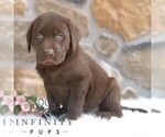 Small #2 Labrador Retriever