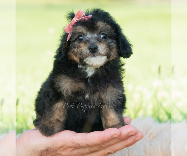 Medium Photo #2 Poodle (Miniature) Puppy For Sale in WARSAW, IN, USA