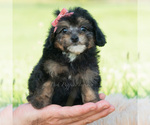 Small Photo #25 Poodle (Miniature) Puppy For Sale in WARSAW, IN, USA