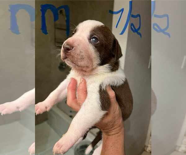Medium Photo #15 American Pit Bull Terrier-Unknown Mix Puppy For Sale in Minneapolis, MN, USA