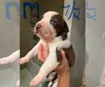 Small #14 American Pit Bull Terrier Mix