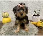 Small #3 Yorkshire Terrier