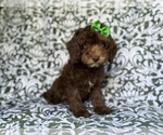 Small #5 Cavapoo (Miniature)