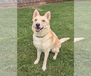 Gerberian Shepsky Dogs for adoption in Plano, TX, USA