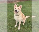 Small Gerberian Shepsky
