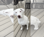 Small German Shorthaired Lab