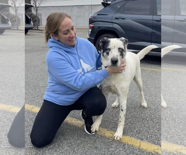 Medium Photo #10 Great Pyrenees-Unknown Mix Puppy For Sale in Woodbury, NY, USA