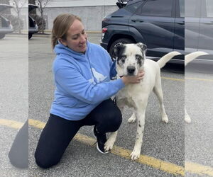 BISCUIT - Male Great Pyrenees-Unknown Mix Dog for Adoption - Photo #10